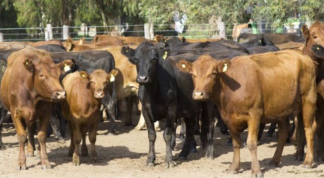 dnsa_bovinos638