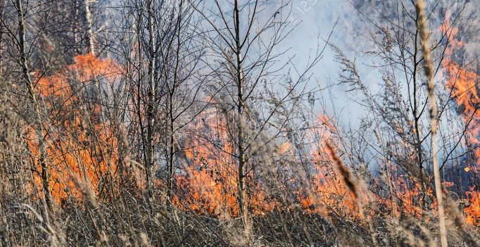 56708727-llama-se-quema-la-vegetación-seca